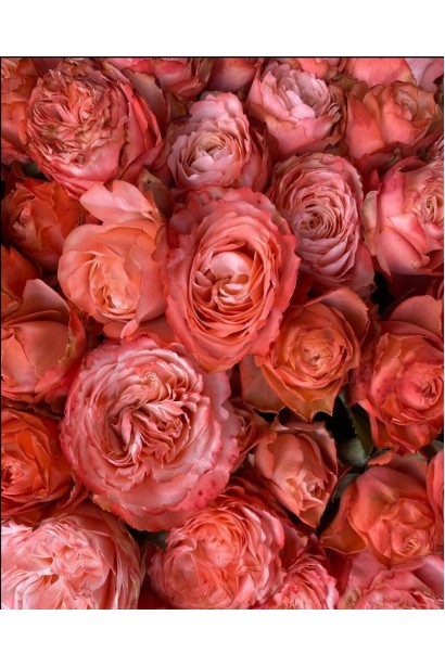 Hybrid tea rose ’Kahala’